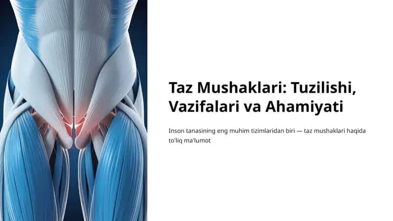 Taz Mushaklari: Tuzilishi, Vazifalari va Ahamiyati