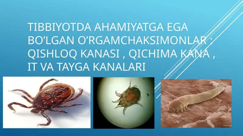 Tibbiyotda ahamiyatga ega bo’lgan o‘rgimchaksimonlar: qishloq KANASI , QICHIMA KANA , IT VA TAYGA KANALARI