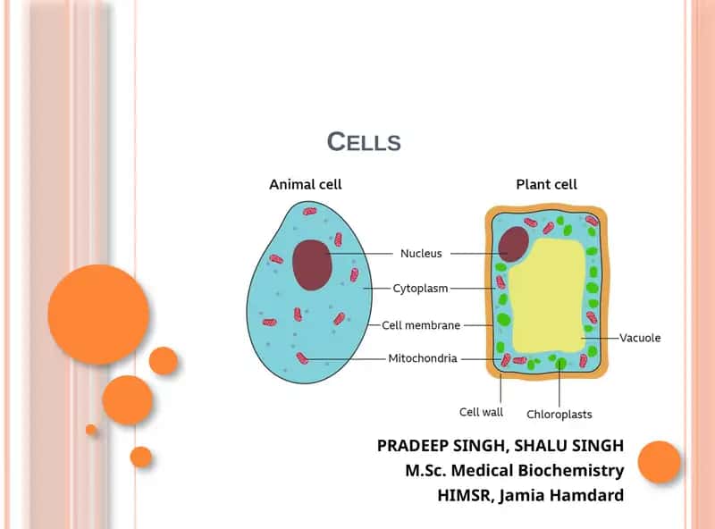 Cells