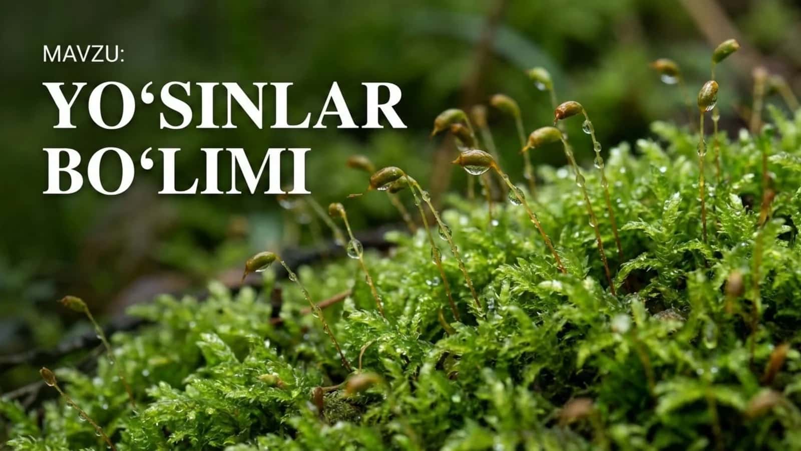 Yo'sinlar bo'limi