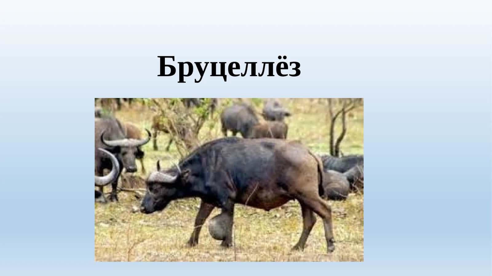 Бруцеллёз