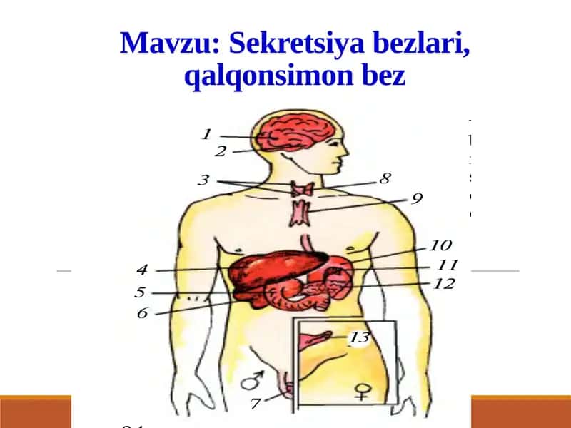 Sekretsiyabezlari, qalqonsimon bez