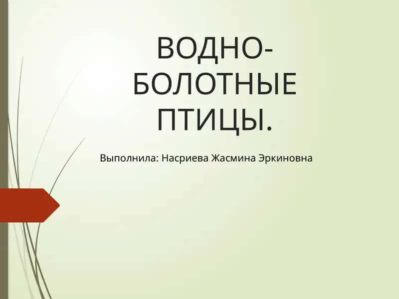 ВОДНО-БОЛОТНЫЕ ПТИЦЫ
