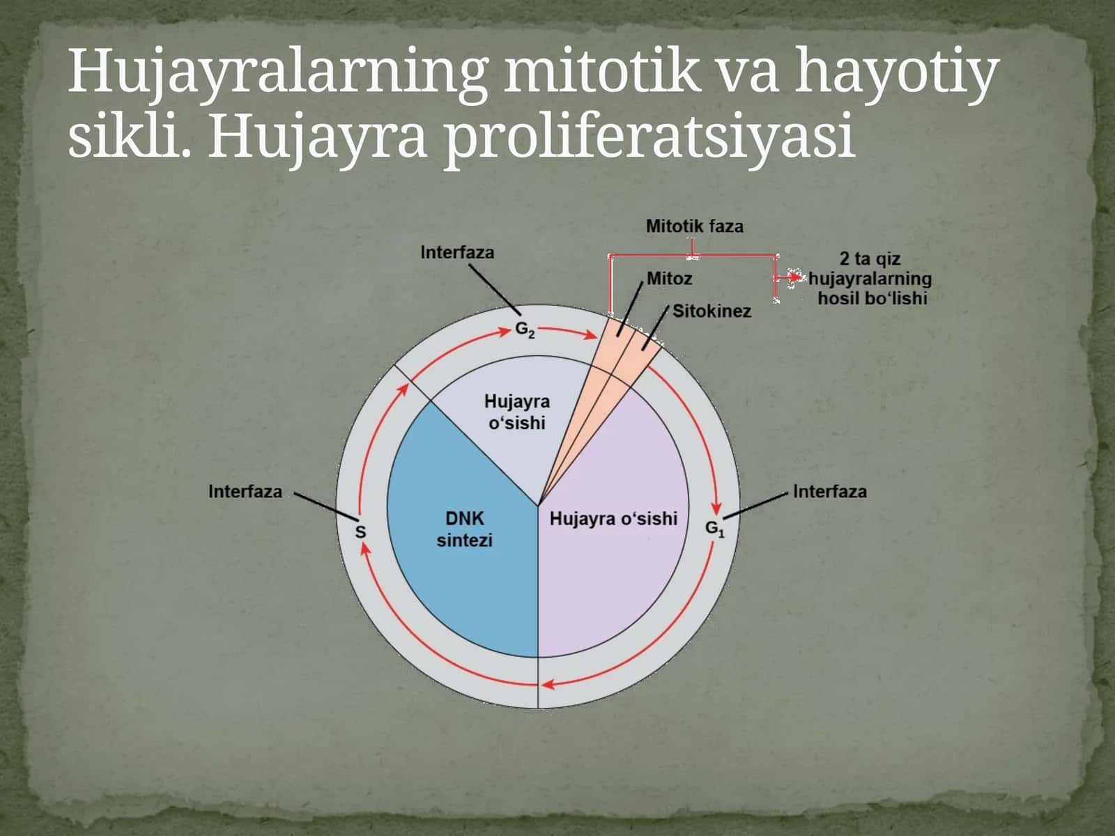 Hujayrasikli