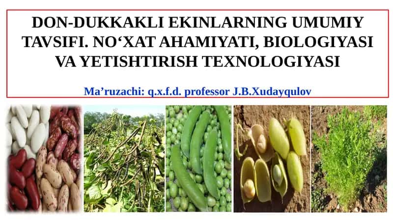 DON-DUKKAKLI EKINLARNING UMUMIY TAVSIFI, NO‘XAT AHAMIYATI, BIOLOGIYASI VA YETISHTIRISH TEXNOLOGIYASI