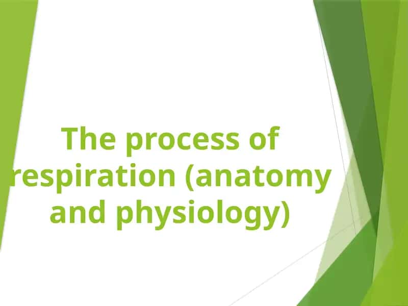 The process of respiration (anatomy and physiology)