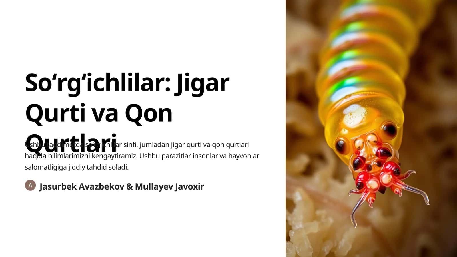 Soʻrgʻichlilar: Jigar Qurti va Qon Qurtlari