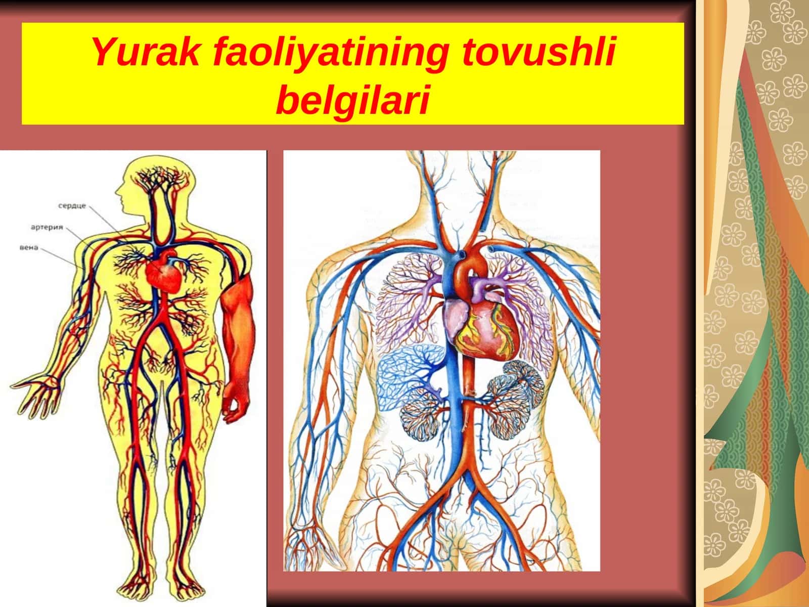 Yurak faoliyatining tovushli belgilari Yurakning tuzilishi