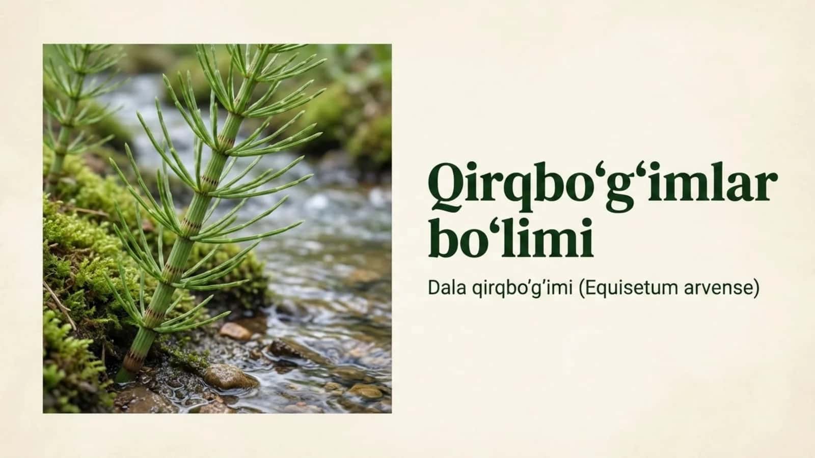 Qirqbo'g'imlar bo'limi
