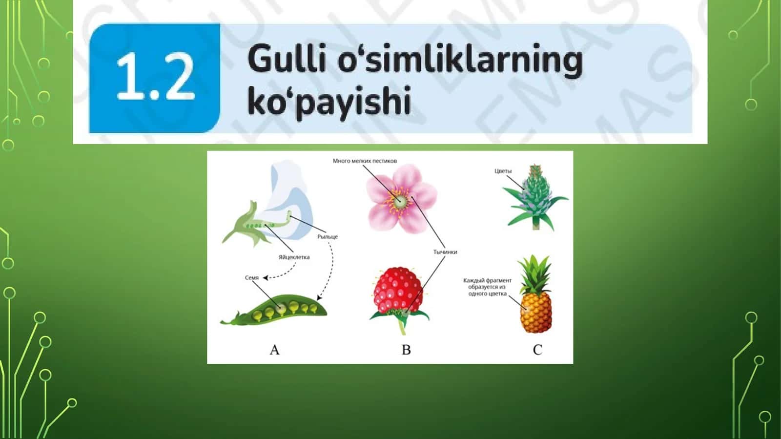 Gulli o'simliklarning ko'payishi