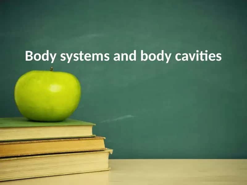Body systems and body cavities