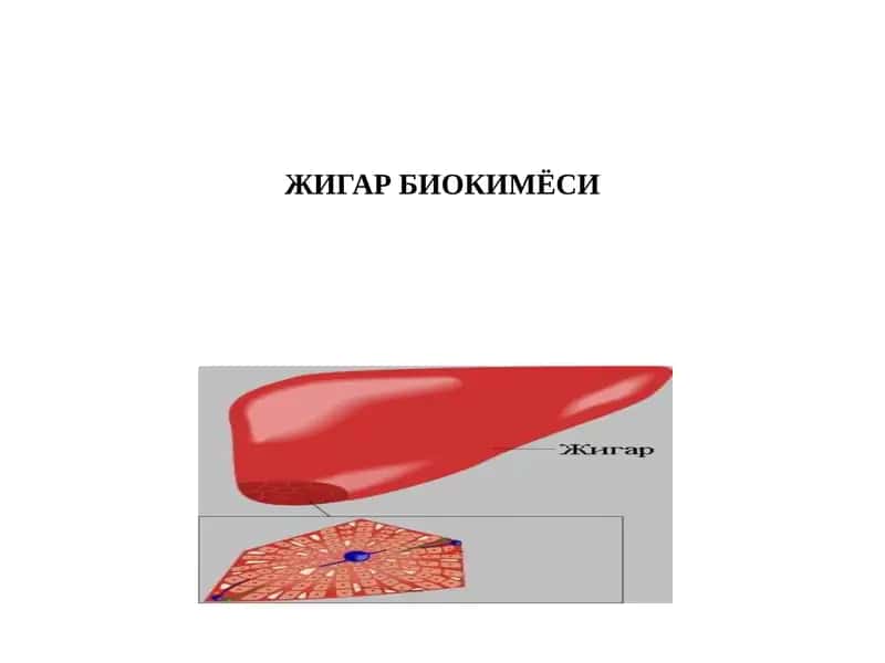 Жигар Биохимия