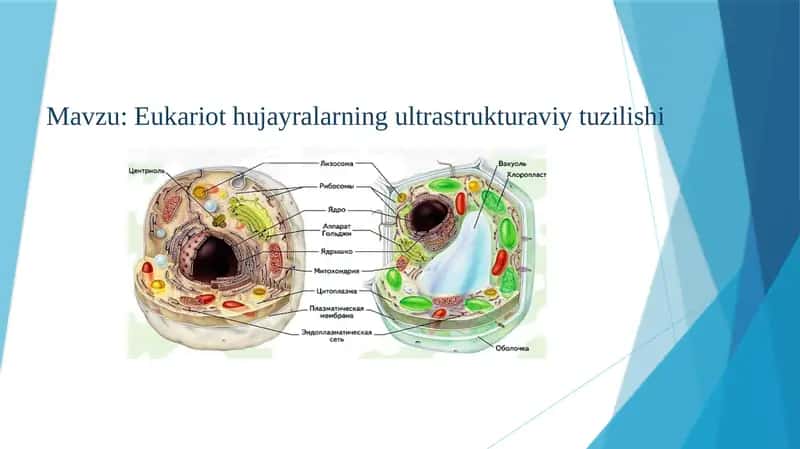Eukariot hujayralarning ultrastrukturaviy tuzilishi