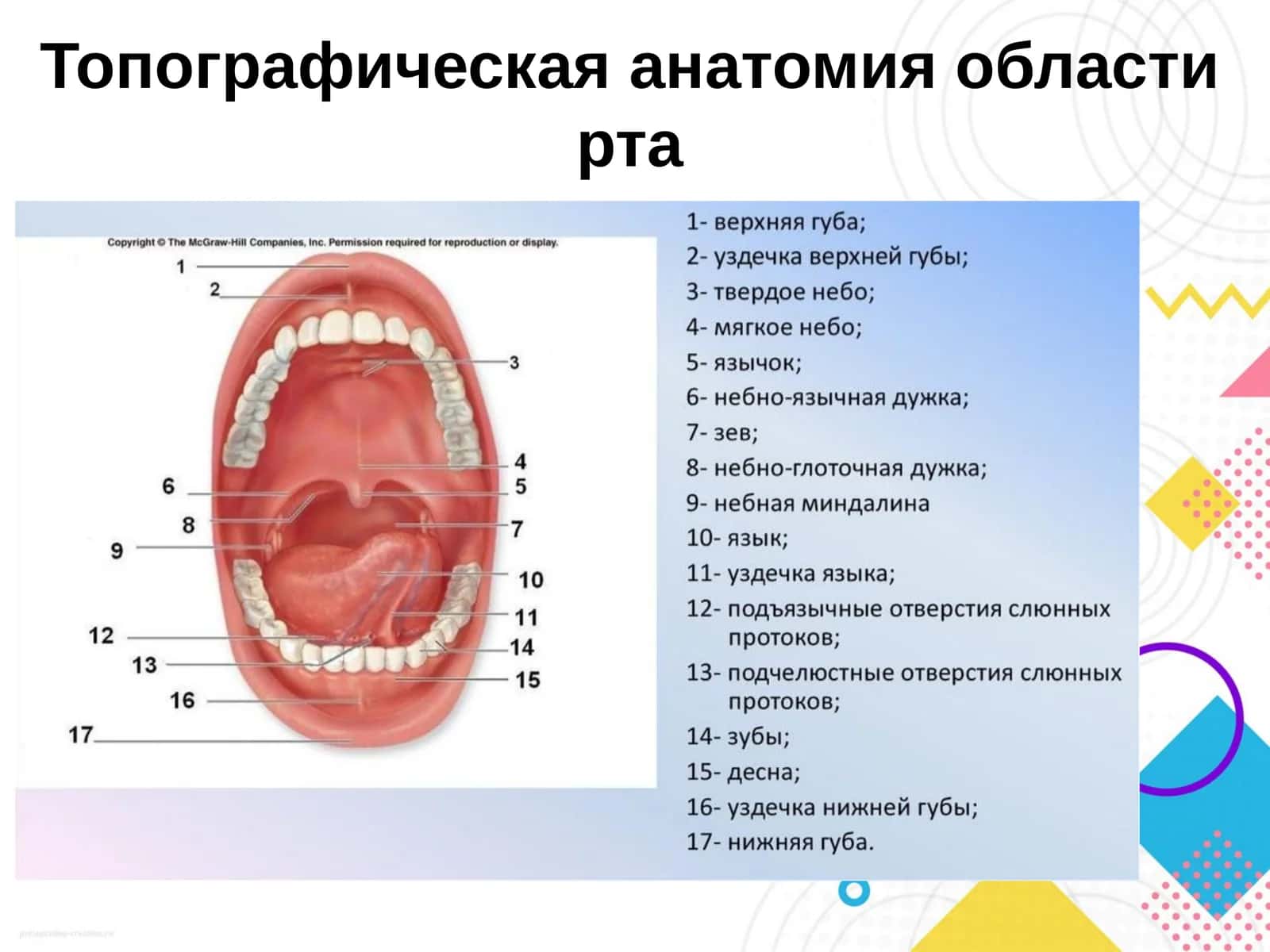 Топографическая анатомия области рта