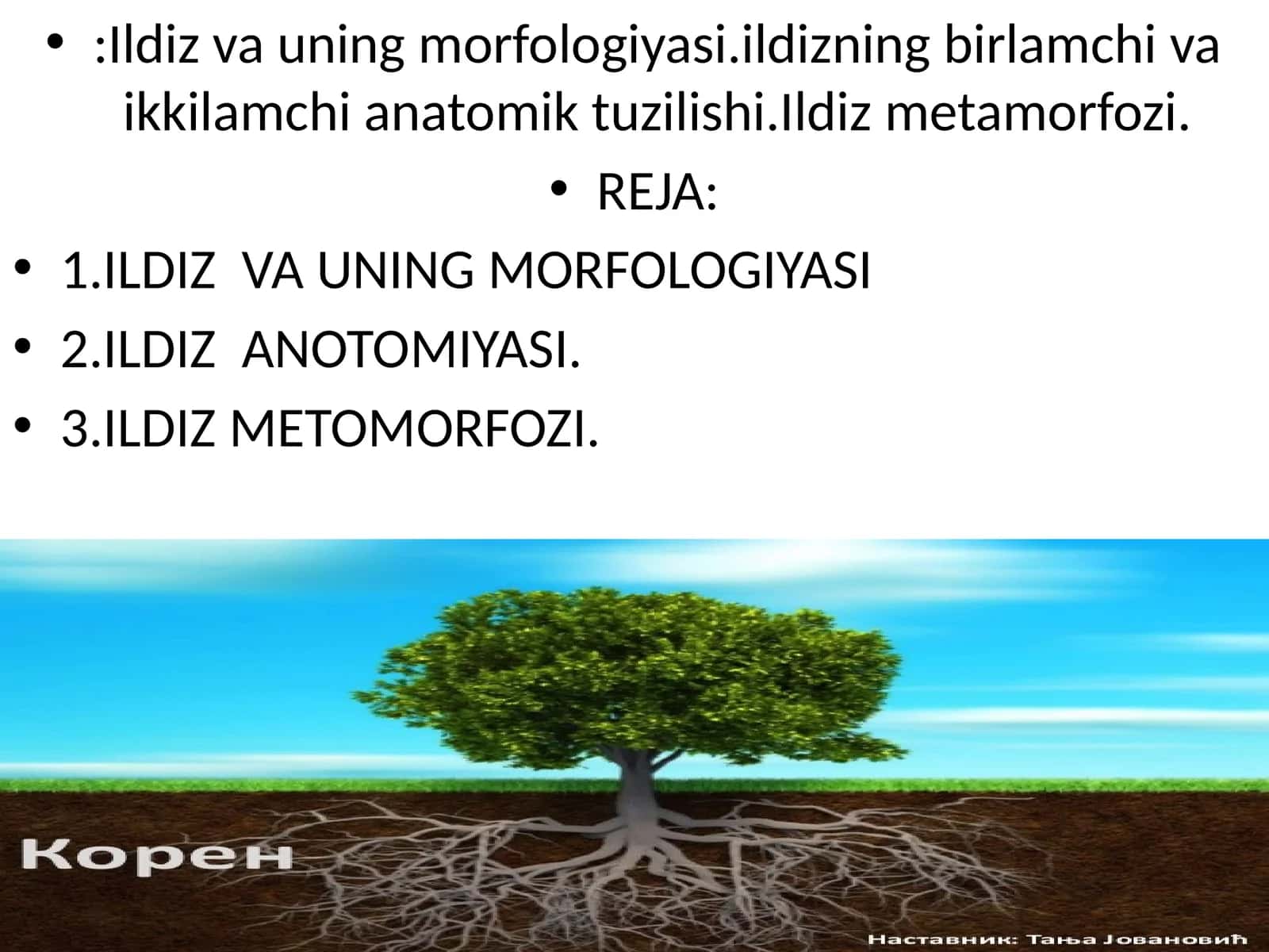 Ildiz va uning morfologiyasi
