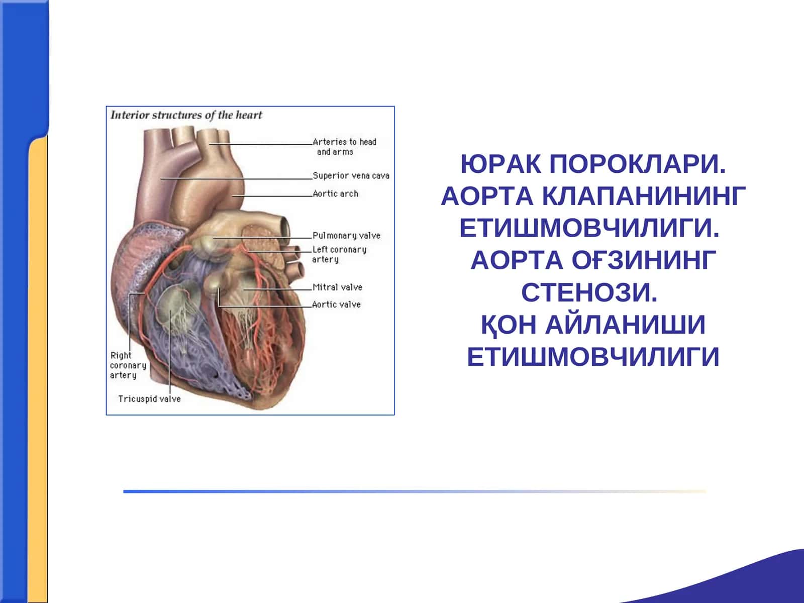 ЮРАК ПОРОКЛАРИ. АОРТА КЛАПАНИНИНГ ЕТИШМОВЧИЛИГИ.АОРТА ОҒЗИНИНГ СТЕНОЗИ.ҚОН АЙЛАНИШИ ЕТИШМОВЧИЛИГИ