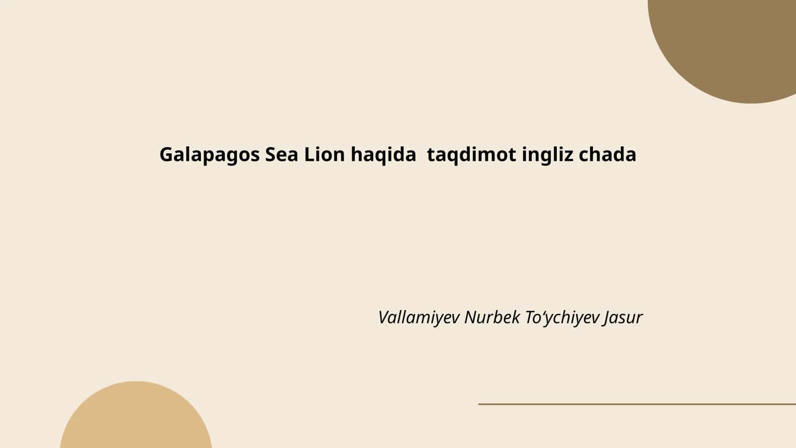 Galapagos Sea Lion