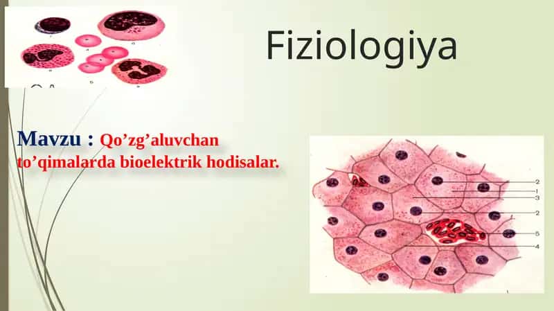 Qo’zg’aluvchan to’qimalarda bioelektrik hodisalar.