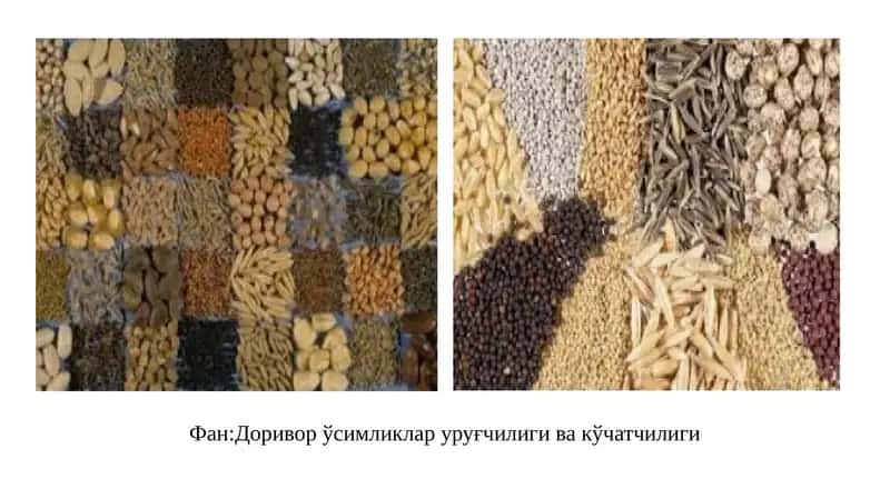 Доривор ўсимликлар уруғчилиги ва кўчатчилиги