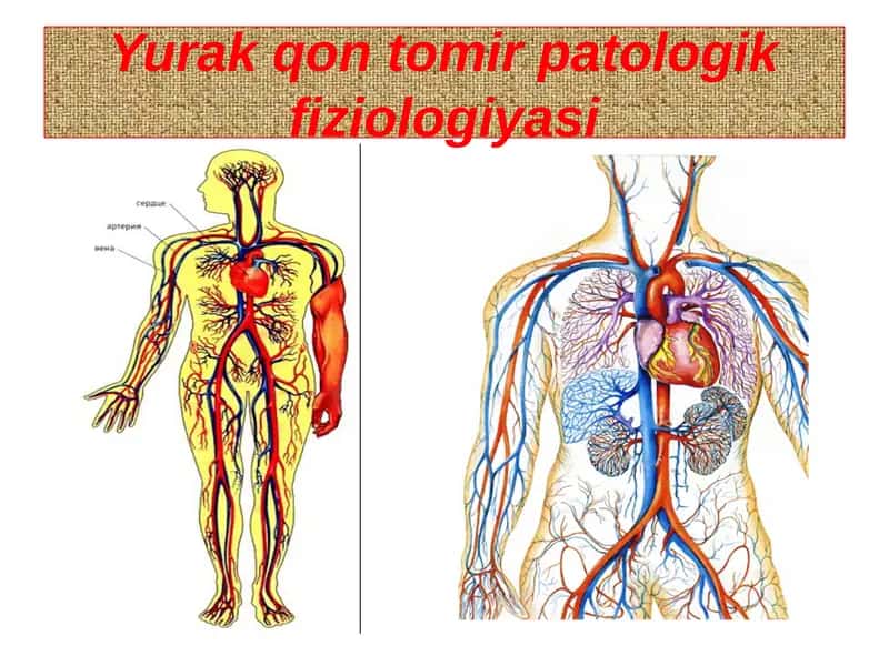 Yurak qon tomir patologik fiziologiyasi