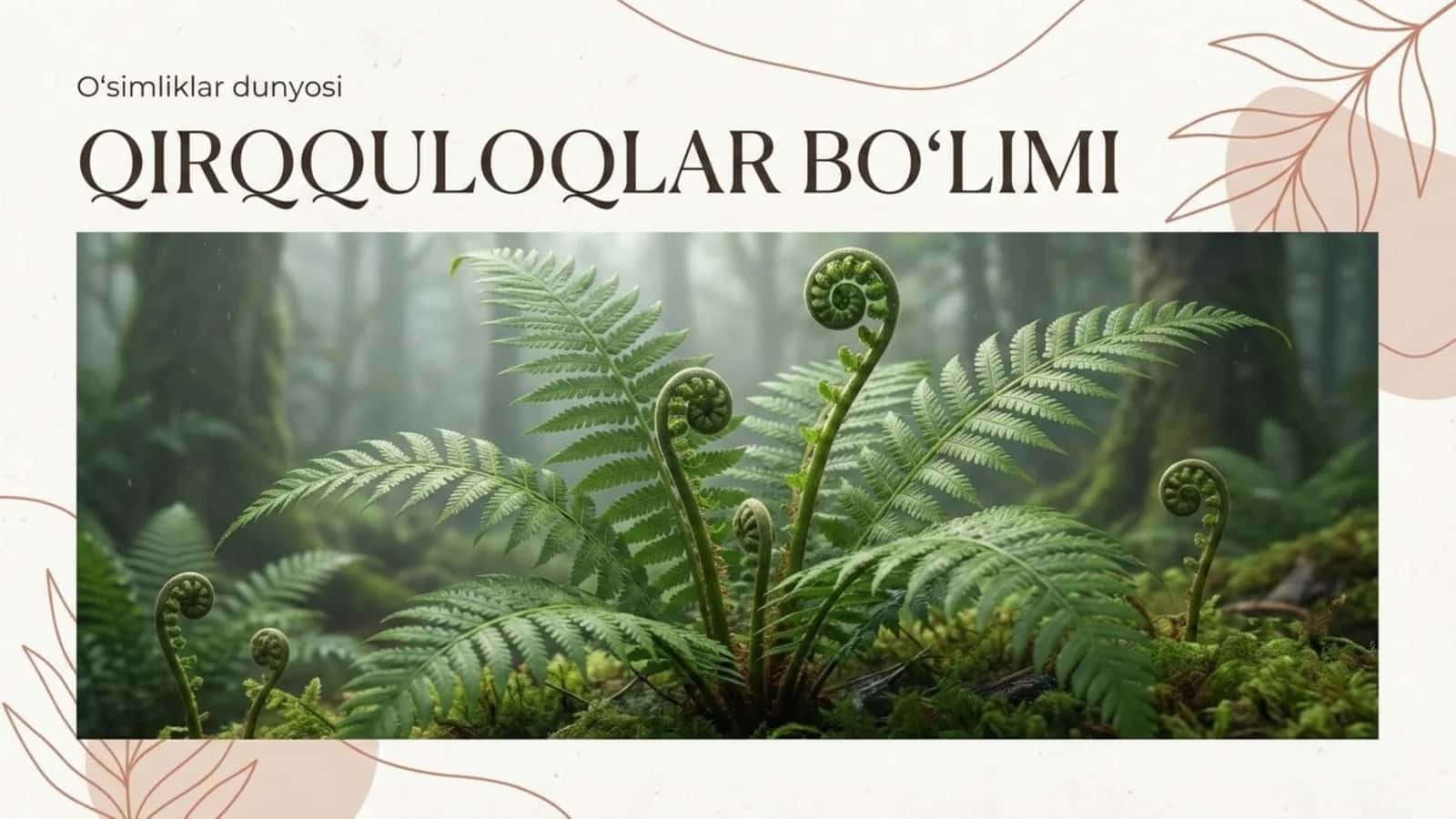 Qirqquloqlar bo'limi