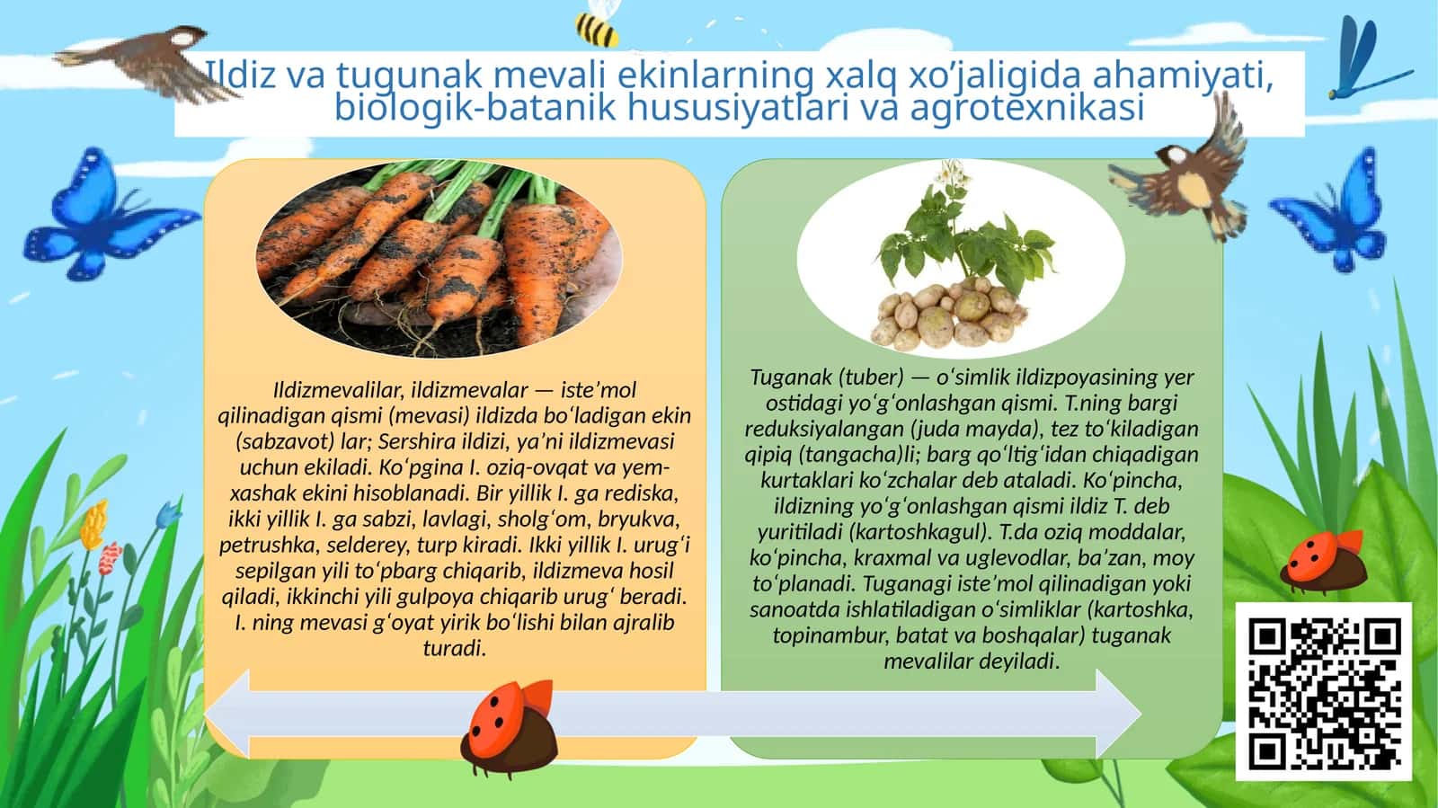 Ildiz va tugunak mevali ekinlarning xalq xo’jaligida ahamiyati