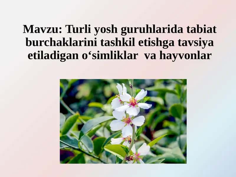 Turli yosh guruhlarida tabiat burchaklarini tashkil etishga tavsiya etiladigan o‘simliklar  va hayvonlar