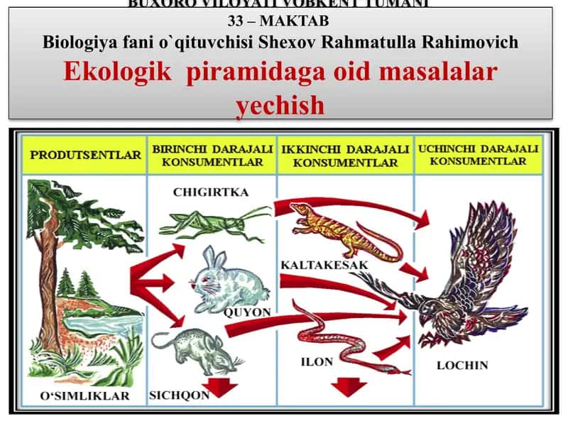 Ekologik Piramida Qoidasi