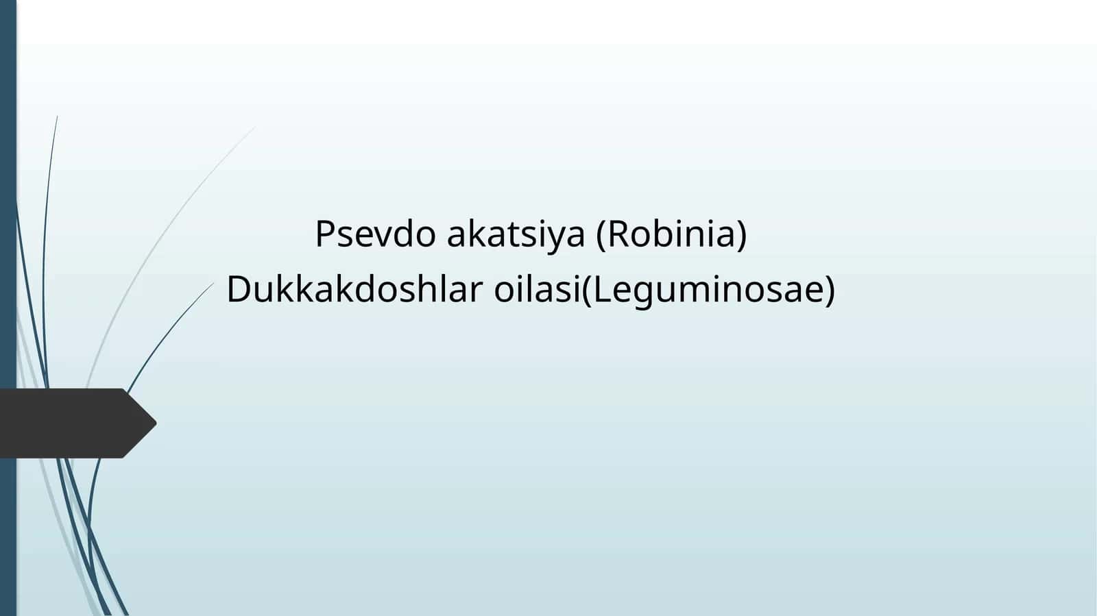 Psevdo akatsiya (Robinia)