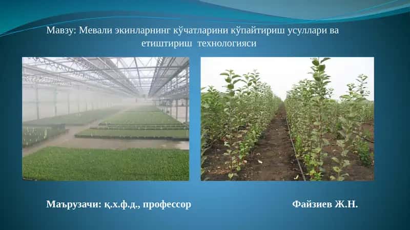 Мевали экинларнинг кўчатларини кўпайтириш усуллари ва етиштириш технологияси