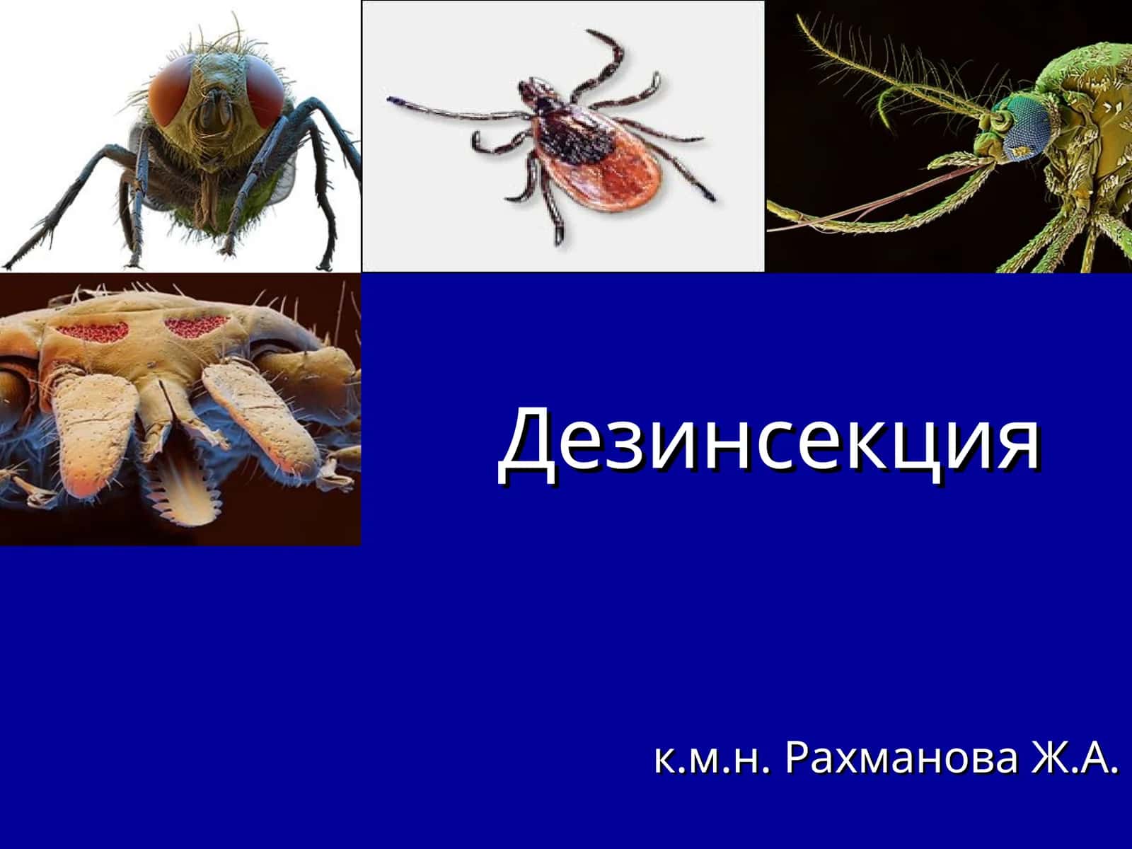 Дезинсекция