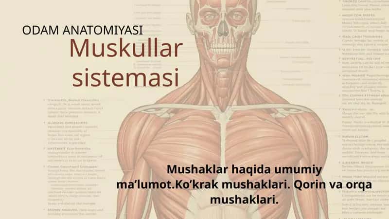 ODAM ANATOMIYASI. Muskullar sistemasi (Ko'krak, qorin va orqa mushaklari)