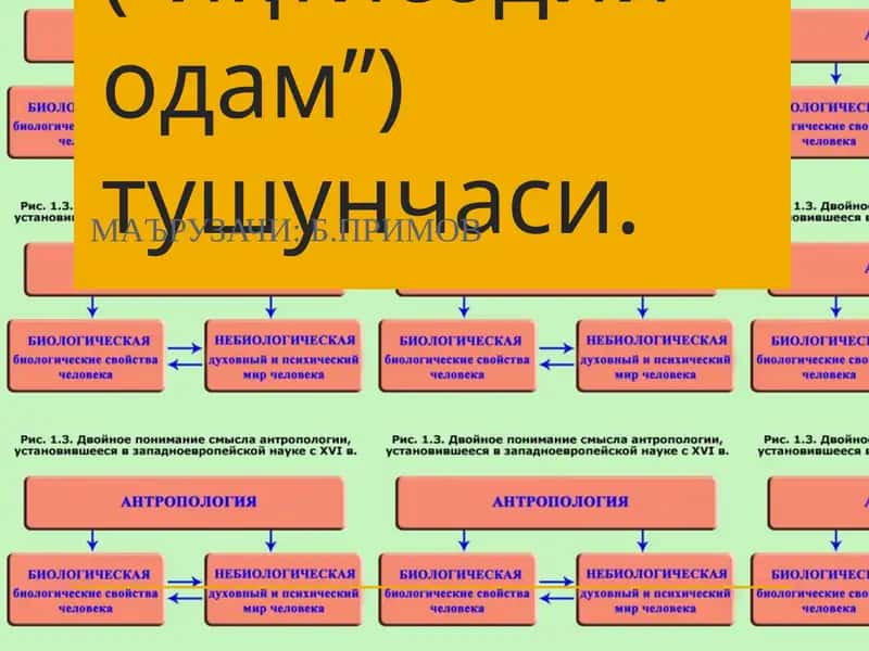 Фалсафий антропология (Инсон фалсафаси)