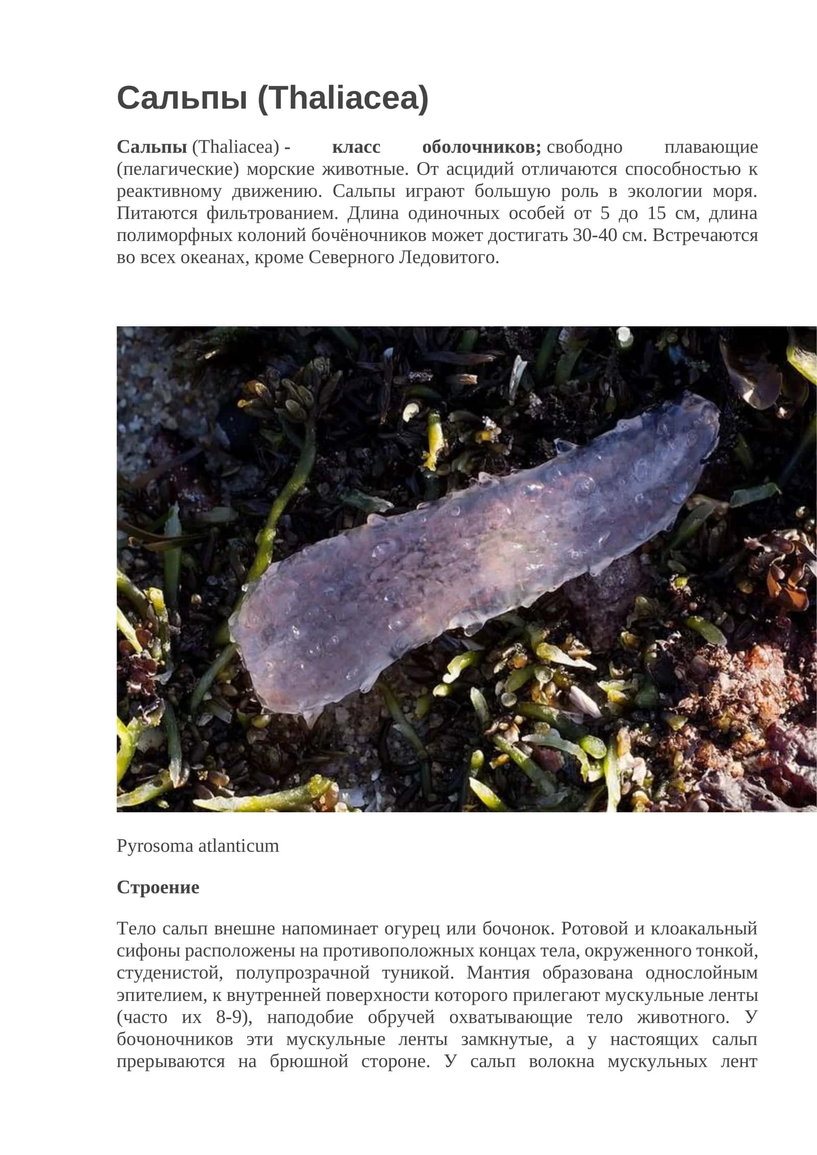 Сальпы (Thaliacea)