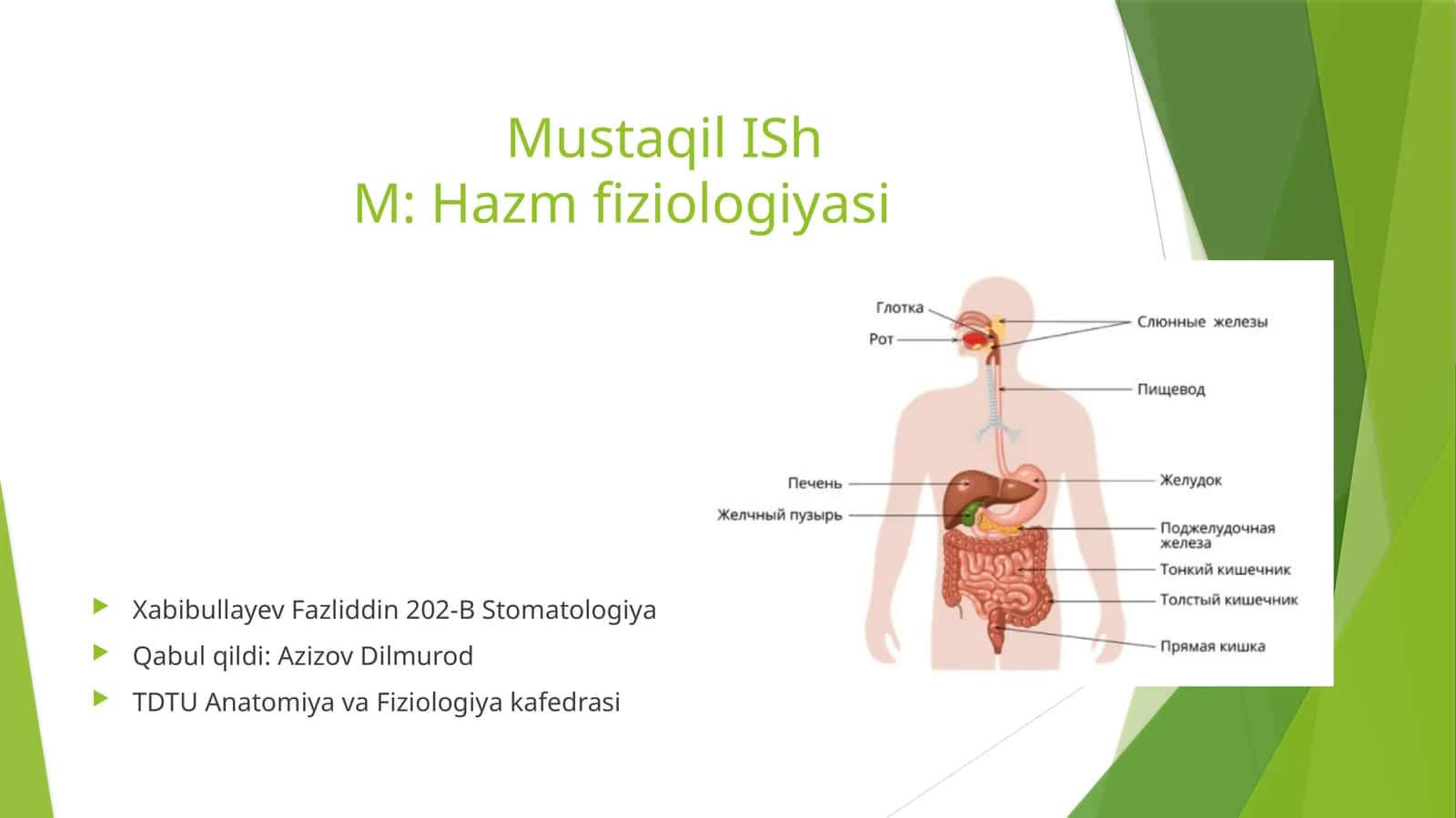 Mustaqil IShM: Hazm fiziologiyasi
