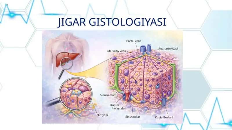 JIGAR GISTOLOGIYASI
