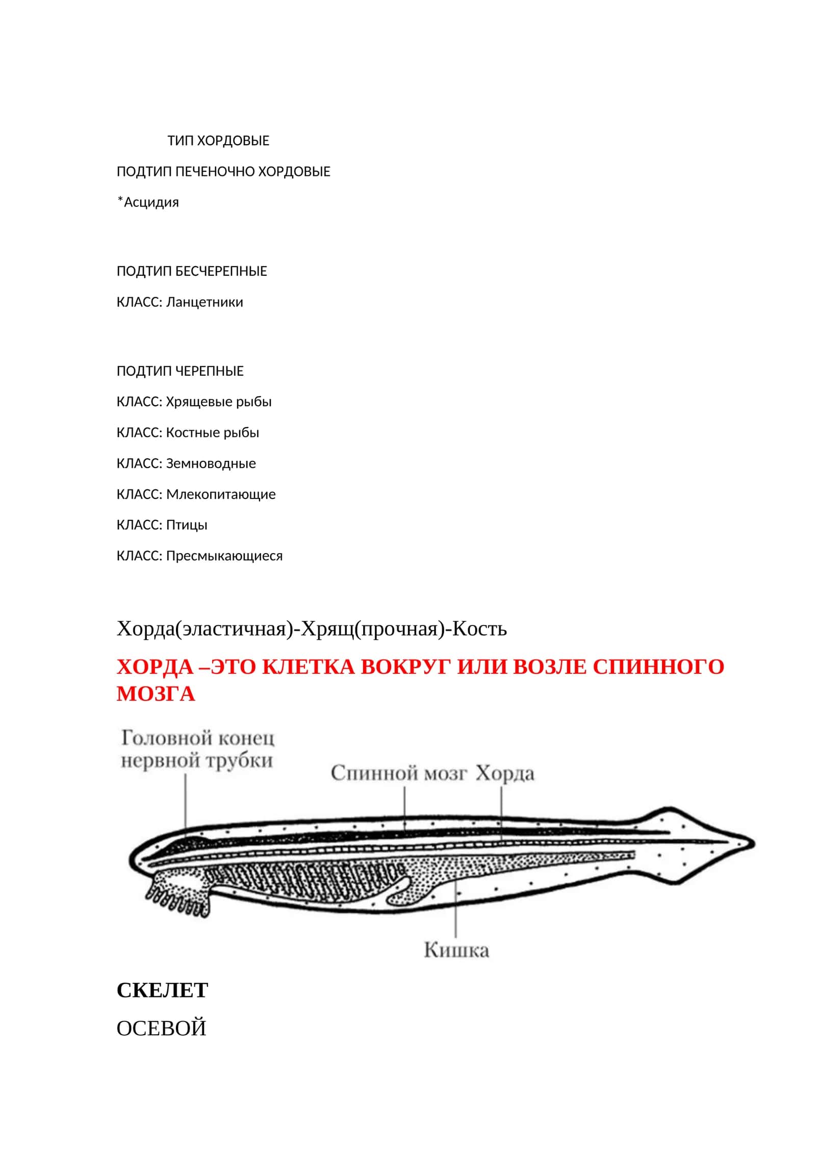 Ланцетники