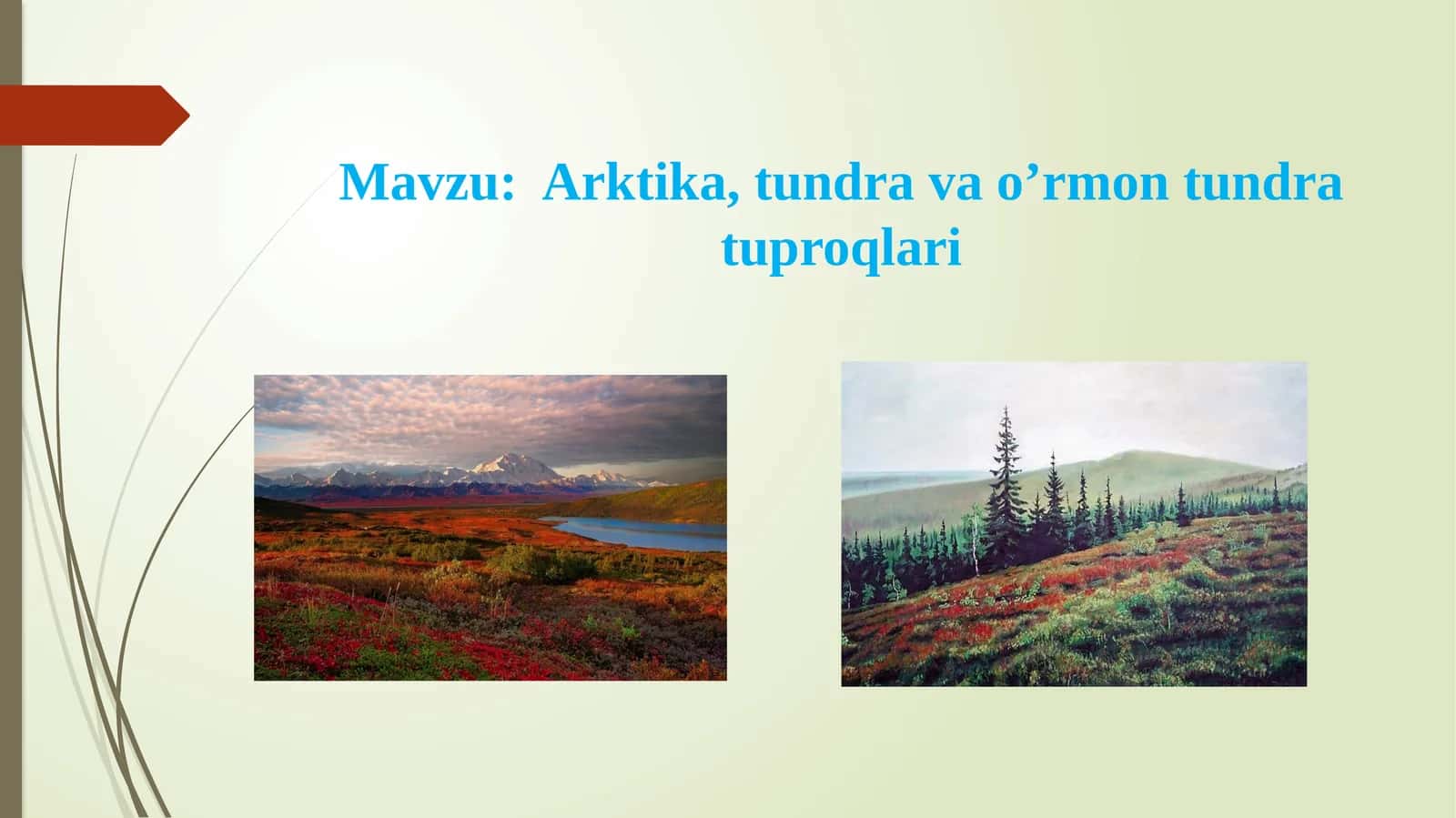 Arktika, tundra va o’rmon tundra tuproqlari