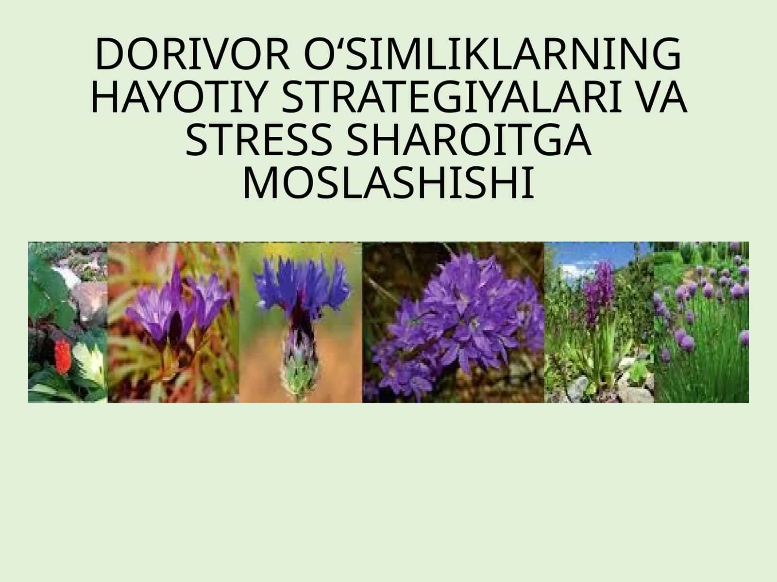 Dorivor O‘simliklarning Hayotiy Strategiyalari Va Stress Sharoitga Moslashishi