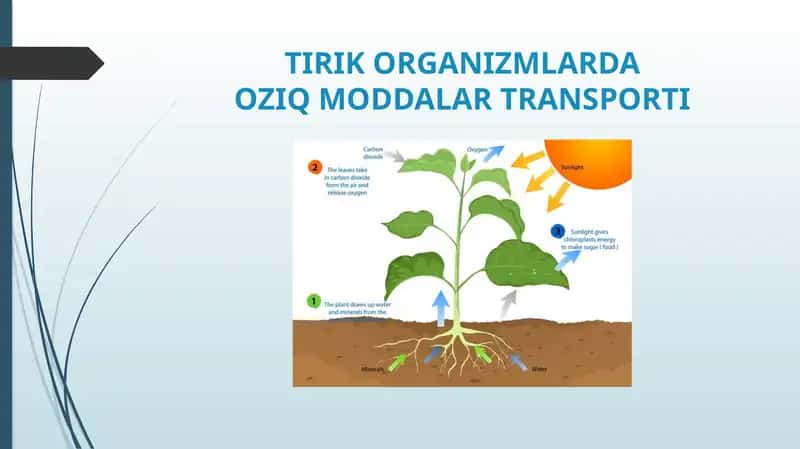 - Tags: TIRIK ORGANIZMLARDAOZIQ MODDALAR TRANSPORTI