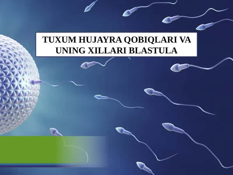TUXUM HUJAYRA QOBIQLARI VA UNING XILLARI BLASTULA.