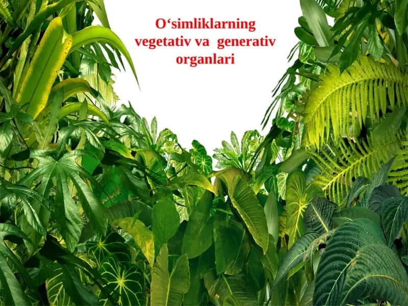 O‘simliklarning vegetativ va generativ organlari