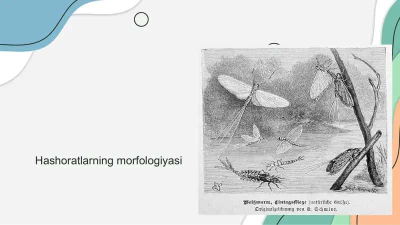 Hashoratlarning morfologiyasi