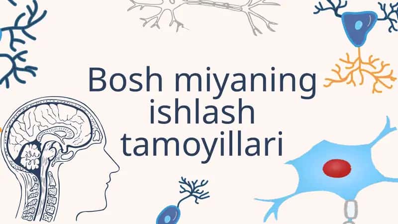 Bosh miyaning ishlash tamoyillari