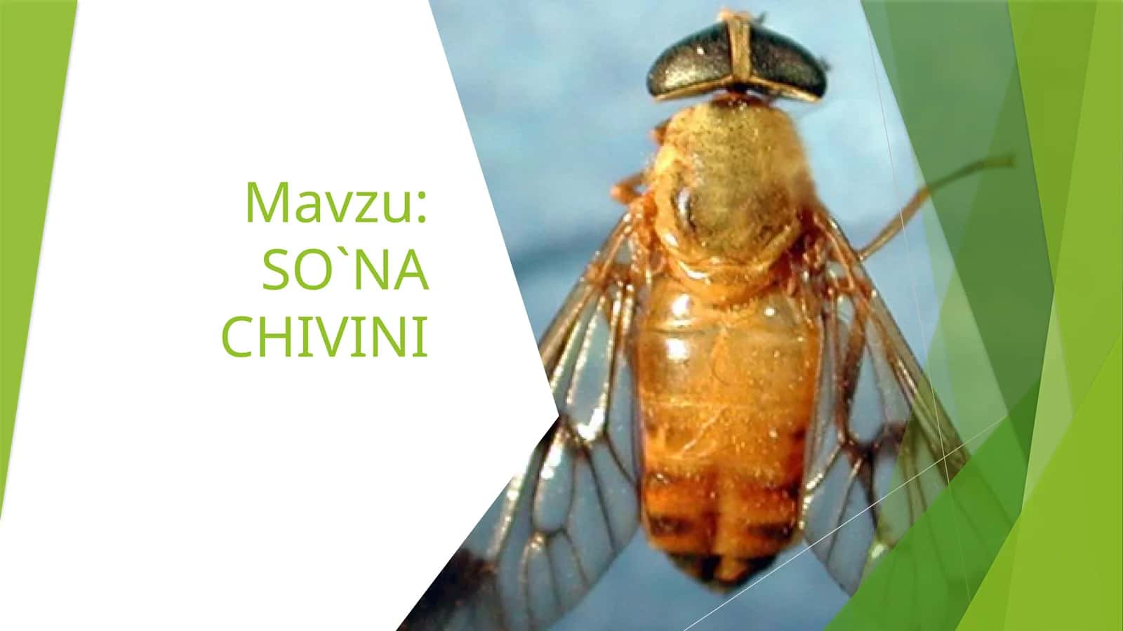 SO`NA CHIVINI