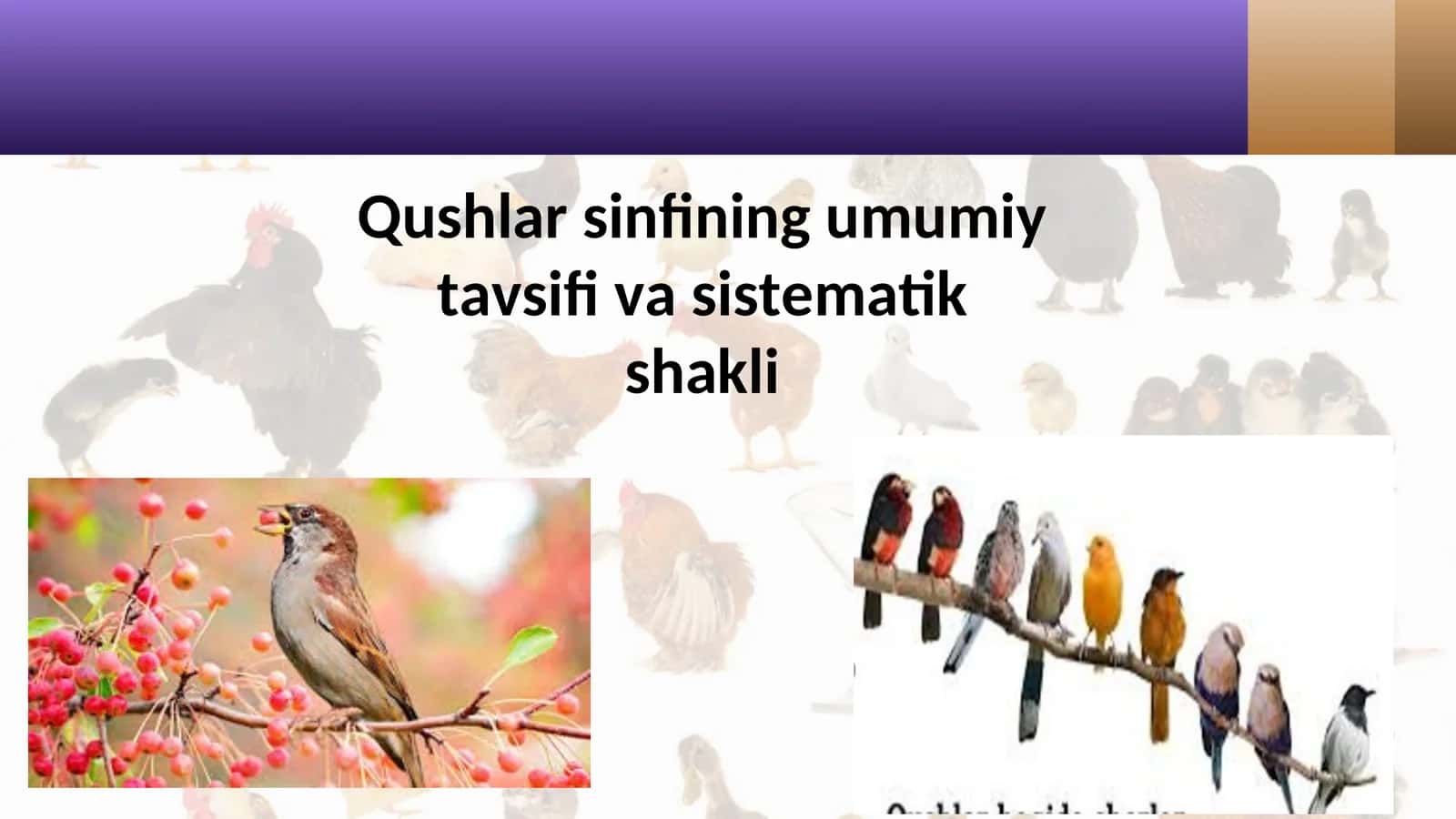 Qushlar sinfining umumiy tavsifi va sistematik shakli