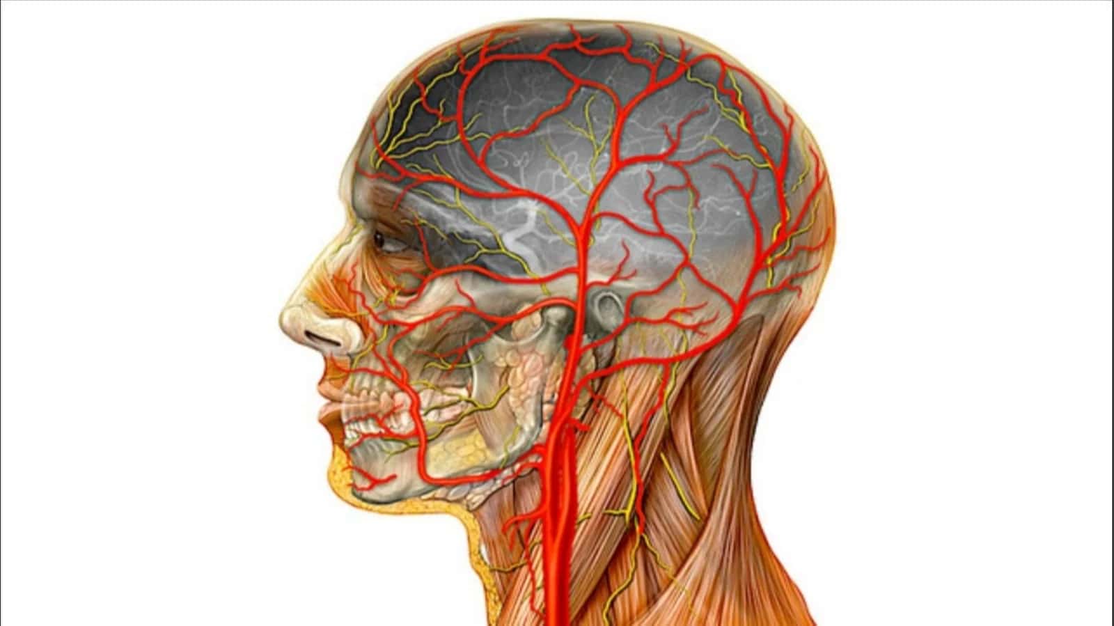 ICHKI UYQU ARTERIYASI
