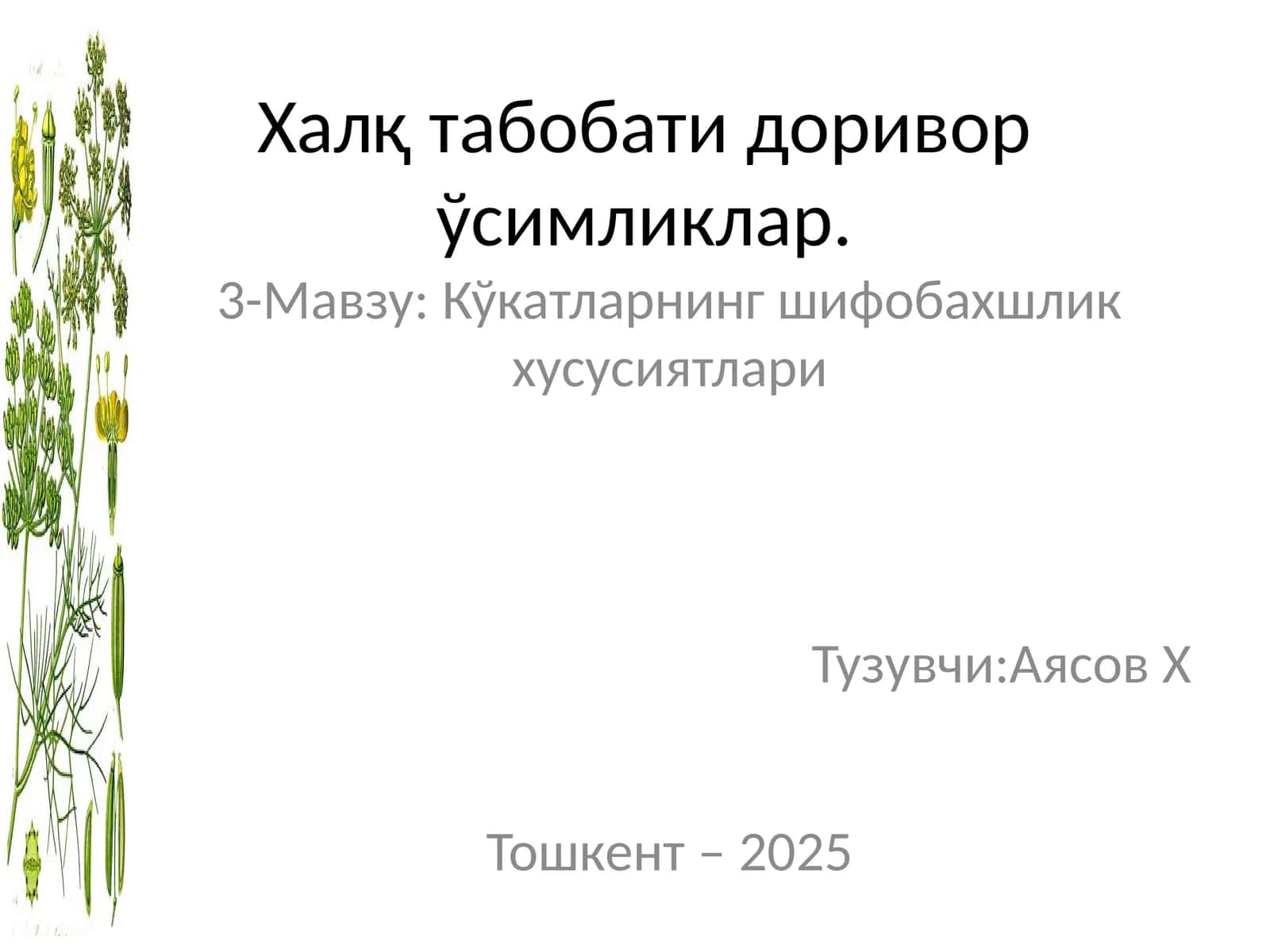 ГУЛБАНДЛИ КИЙИКЎТИ – ЗИЗИФОРА ЦВЕТОНОЖЕЧНАЯ - ZIZIPHORA PEDICELLATA PAZIJ & VVED
