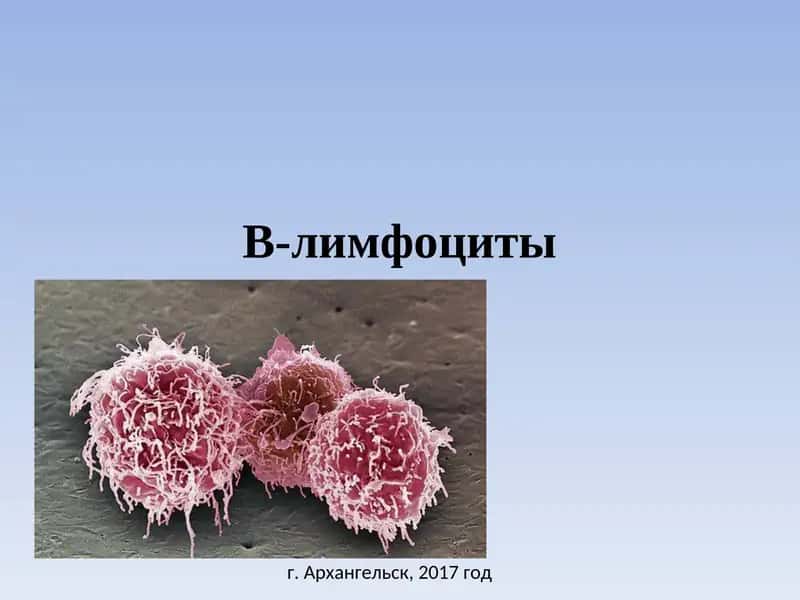 B-лимфоциты