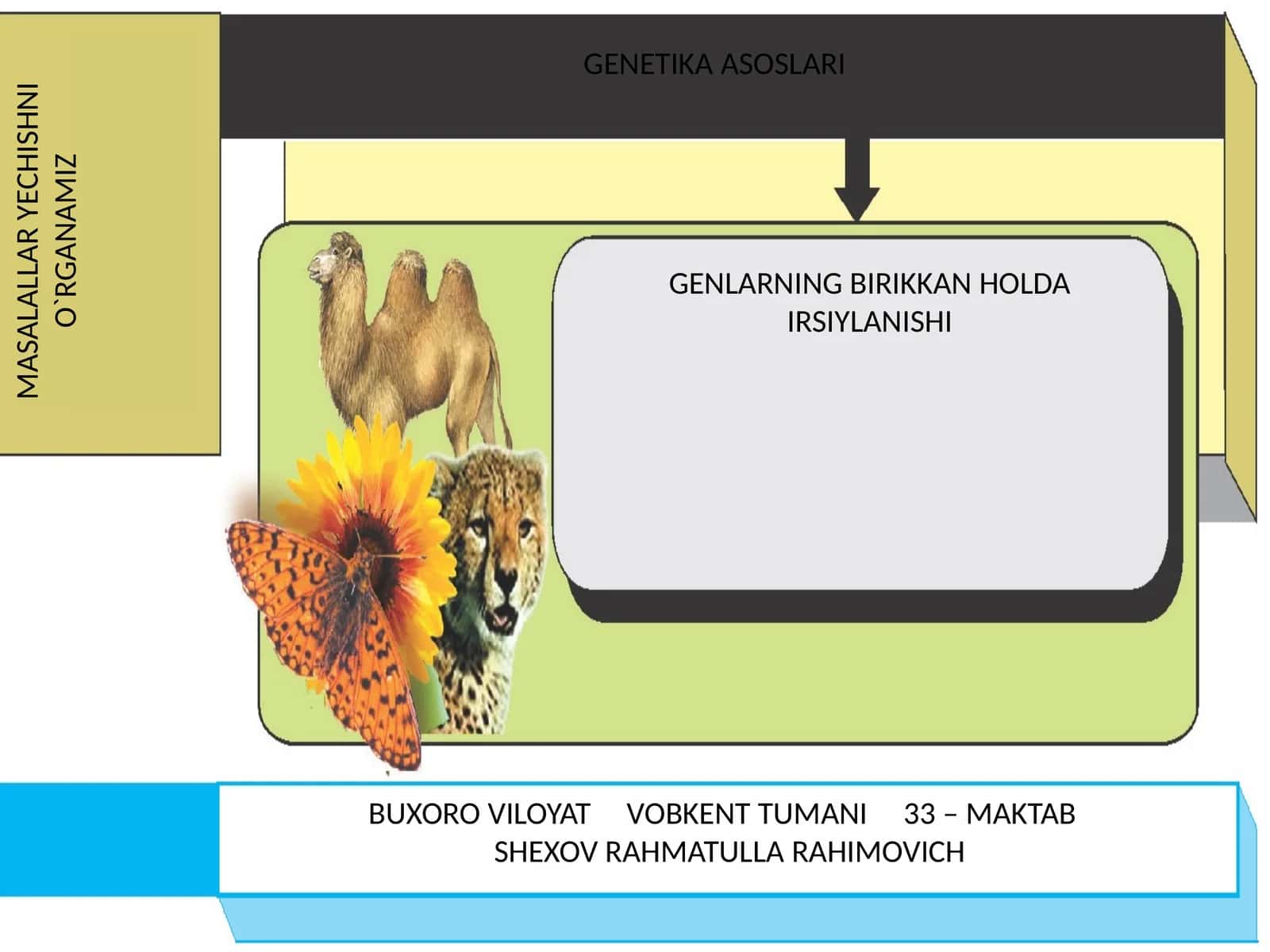 GENETIKA ASOSLARI MASALALLAR YECHISHNI O`RGANAMIZ